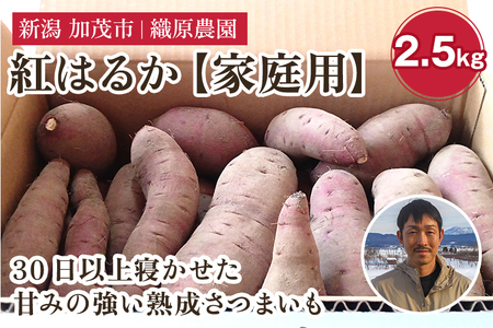 【2024年先行予約】新潟県 加茂市産 紅はるか 【家庭用】 2.5kg 《11月上旬以降発送》 人気 さつまいも 訳あり 家庭用 さつまいも 熟成 さつまいも しっとり甘みの強い ねっとりとした食感 さつまいも 焼き芋 焼芋 スイートポテト 加茂市 織原農園 