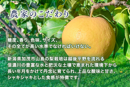 青柳果樹園の和梨 豊水 3kg（4～6玉）《9月上旬から出荷》 果物 ほうすい フルーツギフト 加茂市 青柳果樹園 梨 梨 梨 梨 梨