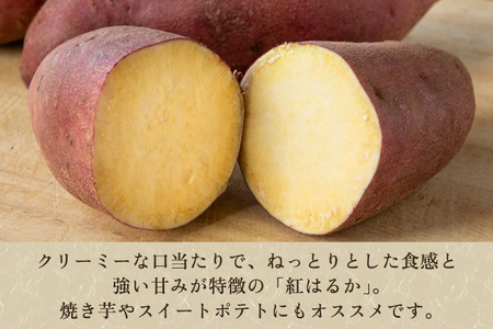 【2024年先行予約】【新潟県加茂市七谷産】紅はるか 5.5kg（M?LLサイズ）さつまいも《11月中旬～順次発送》人気品種 ねっとり食感と濃厚な甘み 低温熟成  スイートポテトや大学芋、焼き芋に 加茂市 YAGOROU ヤゴロウ さつまいも さつまいも さつまいも さつまいも