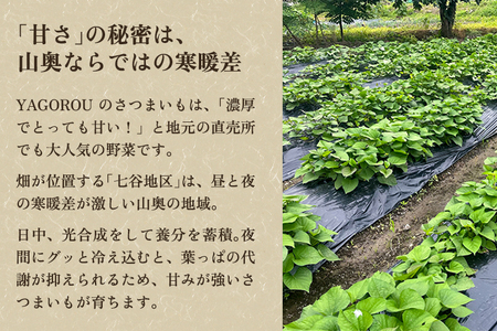 【2024年先行予約】【新潟県加茂市七谷産】紅はるか 5.5kg（M?LLサイズ）さつまいも《11月中旬～順次発送》人気品種 ねっとり食感と濃厚な甘み 低温熟成  スイートポテトや大学芋、焼き芋に 加茂市 YAGOROU ヤゴロウ さつまいも さつまいも さつまいも さつまいも