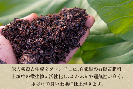 【新潟県加茂市七谷産】紅はるか 5.5kg（M～LLサイズ）さつまいも《11月中旬～順次発送》人気品種 ねっとり食感と濃厚な甘み 低温熟成  スイートポテトや大学芋、焼き芋に 加茂市 YAGOROU ヤゴロウ さつまいも さつまいも さつまいも さつまいも