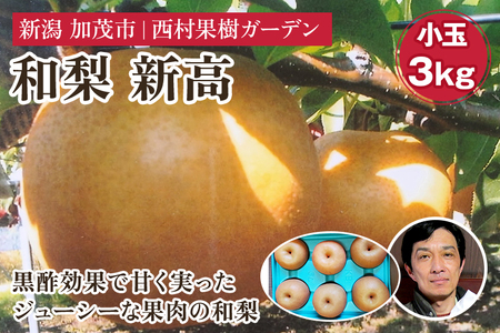 【2025年先行予約】西村の黒酢ミネラル栽培 和梨 「新高（小玉）」 3kg（7～10玉）《10月上旬～順次発送》にいたか 梨 和梨 玄米黒酢やヨーグルトを散布して育てた梨 果物 フルーツ ギフト 加茂市 西村果樹ガーデン