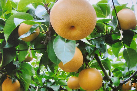 【2025年先行予約】西村の黒酢ミネラル栽培 和梨 「新高（小玉）」 3kg（7～10玉）《10月上旬～順次発送》にいたか 梨 和梨 玄米黒酢やヨーグルトを散布して育てた梨 果物 フルーツ ギフト 加茂市 西村果樹ガーデン