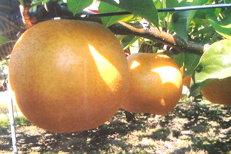 【2025年先行予約】西村の黒酢ミネラル栽培 和梨 「新高（小玉）」 3kg（7～10玉）《10月上旬～順次発送》にいたか 梨 和梨 玄米黒酢やヨーグルトを散布して育てた梨 果物 フルーツ ギフト 加茂市 西村果樹ガーデン