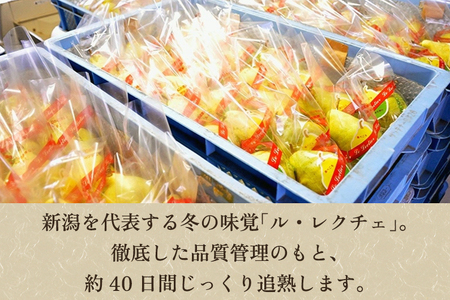 【2025年先行予約】西村の黒酢ミネラル栽培「ル・レクチェ」2kg （3～7玉）《11月下旬～順次発送》 幻の西洋梨 梨 洋梨 果実 フルーツ 冬の味覚 加茂市 西村果樹ガーデン