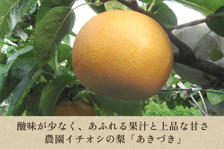 和梨 あきづき 3kg（5～7玉） 《9月下旬から順次発送》 果物 フルーツ 梨 和梨 デザート 加茂市  新太郎農園 梨 梨 梨 梨 梨