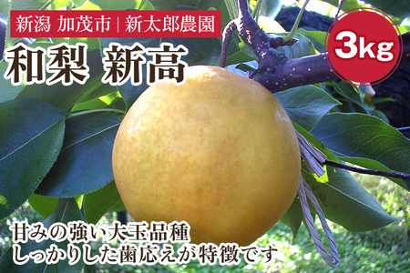 和梨 新高 3kg（4?6玉） 《10月中旬から順次発送》 果物 フルーツ 梨 和梨 デザート 加茂市  新太郎農園 梨 梨 梨 梨 梨