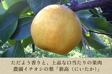 和梨 新高 3kg（4?6玉） 《10月中旬から順次発送》 果物 フルーツ 梨 和梨 デザート 加茂市  新太郎農園 梨 梨 梨 梨 梨