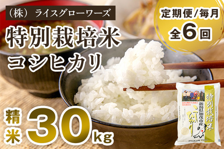 【令和7年産】【定期便6ヶ月毎月お届け】新潟県加茂市産 特別栽培米コシヒカリ 精米30kg（5kg×6）《順次出荷》 白米 従来品種コシヒカリ （株）ライスグローワーズ 25,550円