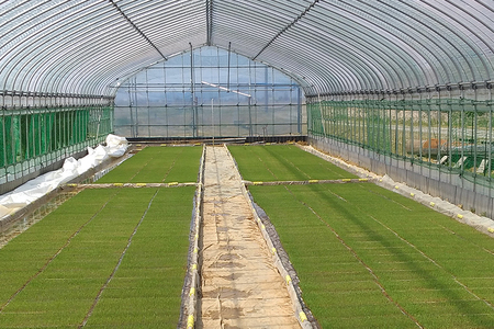 【令和7年産】加茂市小林農園のコシヒカリ 3kg(1kg×3袋) 新潟産コシヒカリ