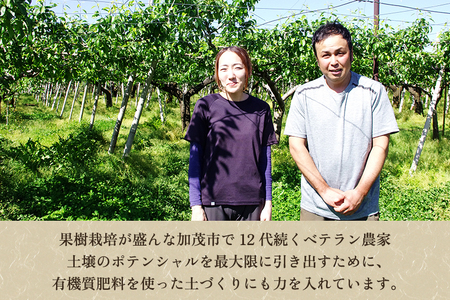 【2026年先行予約】【家庭用】ル・レクチェ 4kg（9～12玉）《11月下旬から順次発送》 果物 梨 洋梨 西洋梨 フルーツ 訳あり 冬の味覚 デザート 産地直送 加茂市 まるさん金子果樹園 梨