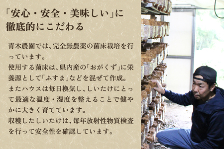 生しいたけ 特大サイズ 約500g（6?8個）《11月上旬から順次発送》 品評会で金賞受賞！ きのこ しいたけ 椎茸 特大 食べ応えあるビッグサイズ 肉厚で旨味たっぷり！ 加茂市 青木農園 きのこ きのこ きのこ きのこ きのこ