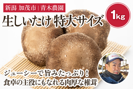 生しいたけ 特大サイズ 約1kg（12～16個）《11月上旬から順次発送》 品評会で金賞受賞！ きのこ しいたけ 椎茸 特大 食べ応えあるビッグサイズ 肉厚で旨味たっぷり！ 加茂市 青木農園 きのこ きのこ きのこ きのこ きのこ