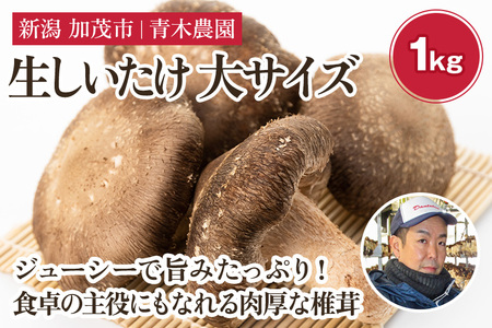 生しいたけ 大サイズ 約1kg（20～28個）《10月中旬から順次発送》 品評会で金賞受賞！ きのこ しいたけ 椎茸 食べ応えあるビッグサイズ 肉厚で旨味たっぷり！ 加茂市 青木農園 きのこ きのこ きのこ きのこ きのこ