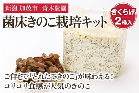菌床きのこ栽培キット きくらげ 2株入り《6月上旬から順次発送》栽培キット 自家栽培