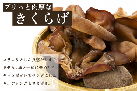 菌床きのこ栽培キット きくらげ 2株入り《6月上旬から順次発送》栽培キット 自家栽培