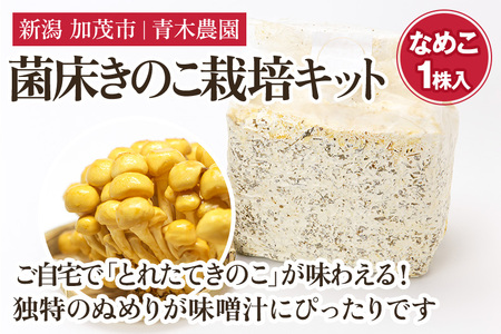 【2024年先行予約】菌床きのこ栽培キット なめこ 1株入り《10月上旬から順次発送》栽培キット 自家栽培 きのこ なめこ 栽培 初心者でも簡単 自宅 菌床 加茂市 青木農園 きのこ きのこ きのこ きのこ きのこ