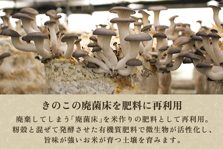 【令和6年産新米先行予約】【定期便3回毎月お届け】新潟県産 コシヒカリ（従来品種）精米1.5kg（1.5kg×1袋）《10月上旬から順次発送》 精米 白米 きのこ農家ならではの有機質肥料 お米 新潟産 コシヒカリ 加茂市 青木農園 米 米 米 米 米