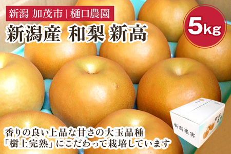 和梨 新高 5kg（6～9玉）《10月上旬から順次発送》 果物 なし にいたか 梨 フルーツ 新鮮 ジューシー 産地 加茂市 樋口農園