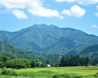 【定期便3回隔月お届け】【令和6年産新米先行予約】新潟県加茂市 七谷産コシヒカリ 精米5kg 白米 高柳地域産数量限定 昇徳会 コシヒカリ 新潟県産コシヒカリ 米 お米 