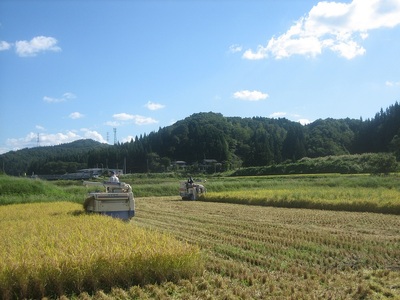 【定期便3回隔月お届け】【令和6年産新米先行予約】新潟県加茂市 七谷産コシヒカリ 精米5kg 白米 高柳地域産数量限定 昇徳会 コシヒカリ 新潟県産コシヒカリ 米 お米 