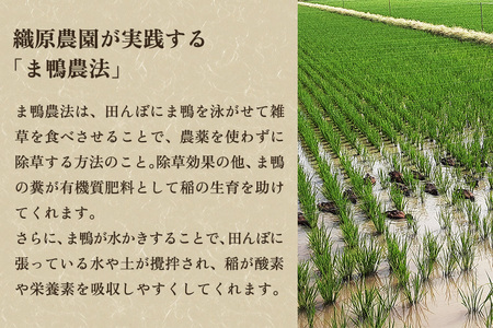 	【令和6年産新米先行予約】【無農薬・無化学肥料】新潟産コシヒカリ「かも米」玄米5kg （5kg×1袋）真空パック 従来品種コシヒカリ 加茂市 織原農園