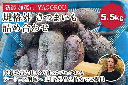 【2024年先行予約】【新潟県加茂市七谷産】規格外 さつまいも詰め合わせ 《11月下旬?順次発送》 フードロス SDGs 人気品種 食べ比べ 紅はるか 紅あずま 焼き芋 蒸し芋 スイートポテト スイーツにも 加茂市 YAGOROU ヤゴロウ