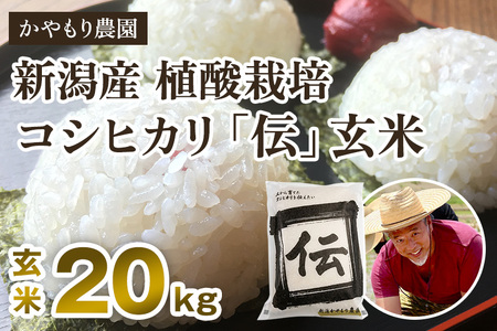 【令和7年産新米】新潟産コシヒカリ「伝」真空パック 玄米20kg（5kg×4）《9月下旬〜順次出荷》