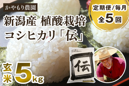 【令和7年産新米】【定期便5ヶ月毎月お届け】新潟産コシヒカリ「伝」真空パック 玄米5kg 《9月下旬～順次出荷》 かやもり農園