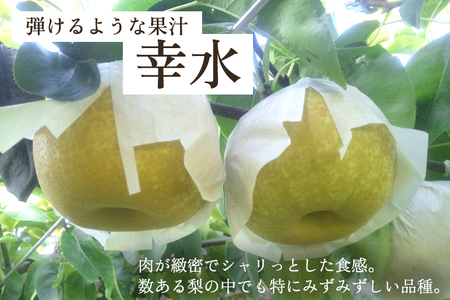 【2026年先行予約】和梨 幸水 5kg(10~16玉)《8月中旬から順次発送》こうすい 梨