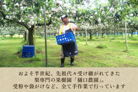 和梨 あきづき 10kg（16～28玉）《9月中旬から順次発送》果物 なし 梨 フルーツ 新鮮 ジューシー 産地 加茂市 樋口農園