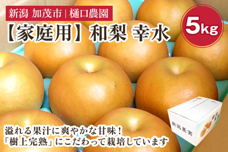 【2026年先行予約】【家庭用】和梨 幸水 5kg(10~16玉)《8月中旬から順次発送》 こうすい 梨