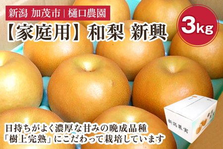 【家庭用】和梨 新興 3kg(5~8玉)《11月中旬から順次発送》 しんこう 梨
