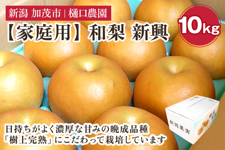 【家庭用】和梨 新興 10kg(16~24玉)《11月中旬から順次発送》 しんこう 梨