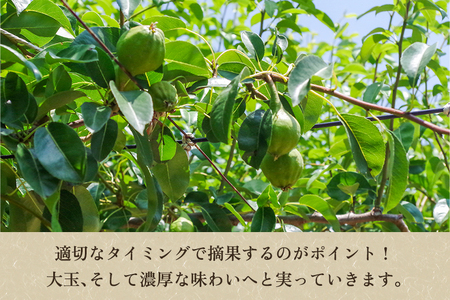 【2026年先行予約】新潟特産 幻の洋梨ル・レクチェ 秀品 約1kg (約3玉)《11月下旬～順次発送》