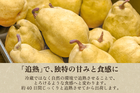 【2026年先行予約】新潟特産 幻の洋梨ル・レクチェ 秀品 約1kg (約3玉)《11月下旬～順次発送》