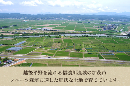 【2026年先行予約】新潟県産 和梨 幸水 2kg 【秀品】《8月中旬～順次発送》 こうすい