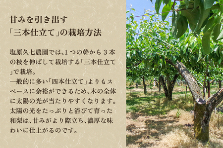 【2026年先行予約】新潟県産 和梨 あきづき 2kg 【秀品】《9月中旬～順次発送》