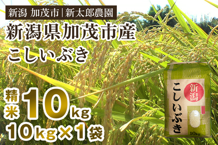 【令和7年産新米】新潟県加茂市産こしいぶき 精米10kg（10kg×1袋）《順次出荷》