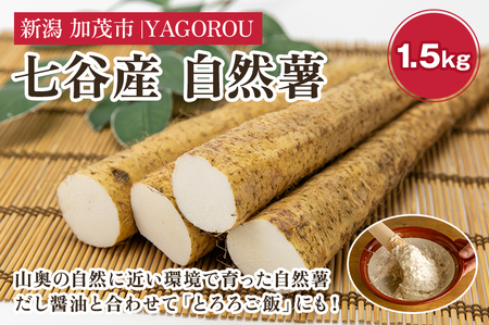 【七谷産】自然薯 1.5kg 《12月上旬〜順次発送》じねんじょ 山芋