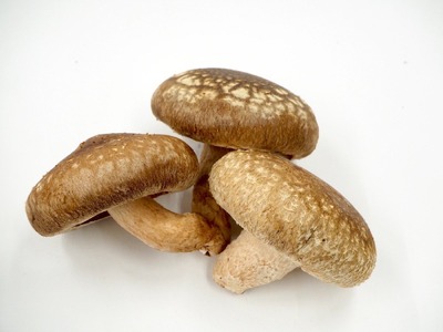 加茂市の生しいたけ 約1kg(20〜30個)《順次発送》