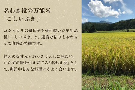 【令和7年産新米】【定期便3ヶ月毎月お届け】新潟県産こしいぶき 精米 5kg