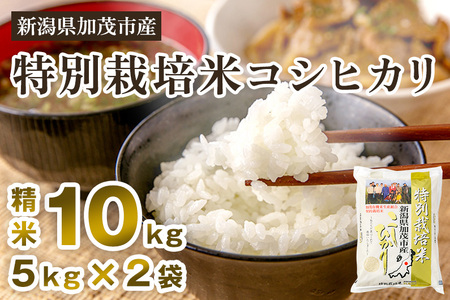 令和5年産米】新潟県加茂市産 特別栽培米コシヒカリ 精米10kg（5kg×2