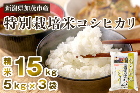 【令和7年産新米先行予約】新潟県加茂市産 特別栽培米コシヒカリ 精米15kg(5kg×3)《10月中旬から順次出荷》