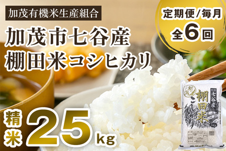 【定期便6ヶ月毎月お届け】【令和6年産新米先行予約】新潟県加茂市 七谷産 棚田米コシヒカリ 精米25kg（5kg×5）白米 加茂有機米生産組合 定期便 定期購入 定期 新潟県産コシヒカリ 米 お米