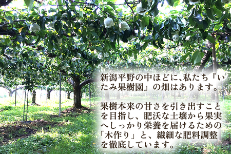 【2026年先行予約】新潟県産 厳選 秋麗梨 3kg(5〜8玉)《8月中旬以降発送》 和梨 なし ナシ 果物 しゅうれい フルーツ 加茂市 いたみ果樹園