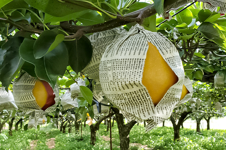 西村の黒酢ミネラル栽培「新興」3kg（4〜9玉）《順次発送》