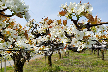 西村の黒酢ミネラル栽培「新興」（小玉）3kg（7〜10玉）《順次発送》