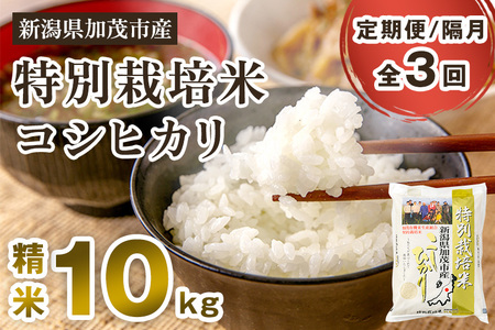 【令和7年産新米】【定期便3回隔月お届け】新潟県加茂市産 特別栽培米コシヒカリ 精米10kg(5kg×2)《順次出荷》 白米 従来品種コシヒカリ