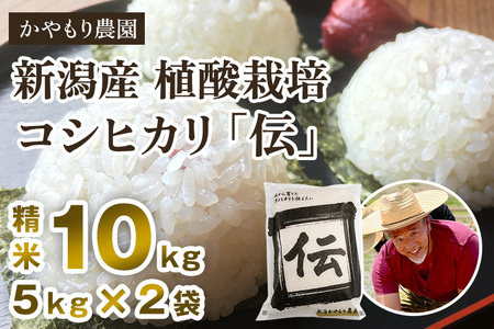 【令和5年産米】新潟産コシヒカリ「伝」白米真空パック 精米10kg（5kg×2）南麻布の高級料亭で提供される極上米 かやもり農園 コシヒカリ 新潟県産コシヒカリ 米 お米コシヒカリ コシヒカリ コシヒカリ コシヒカリ コシヒカリ